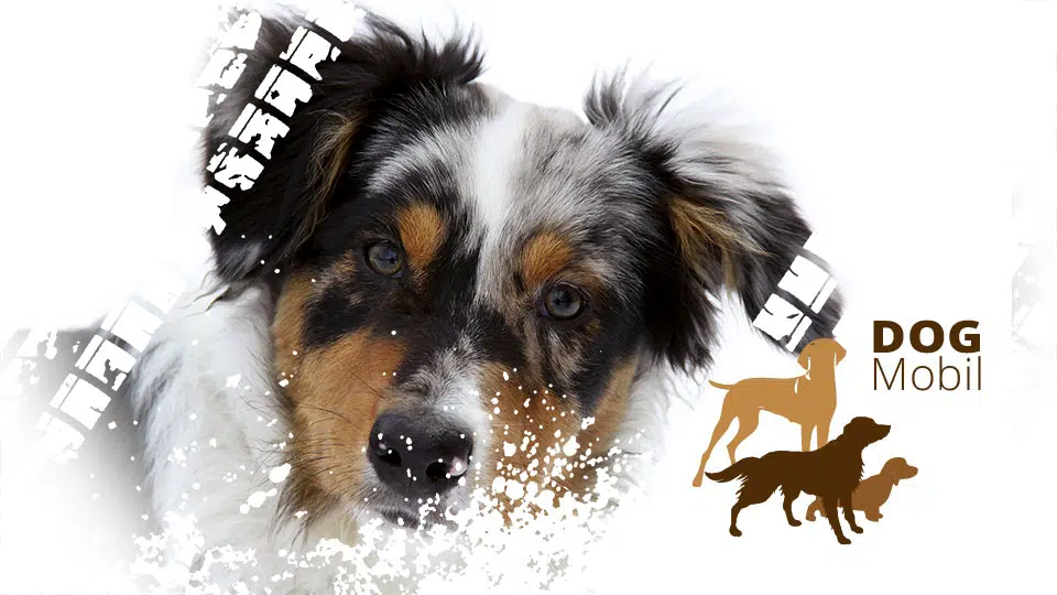 Wohnmobil mieten mit Hund